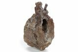 Hadrosaur (Edmontosaurus) Dorsal Vertebra - Wyoming #264964-1